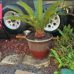 Sago Palm