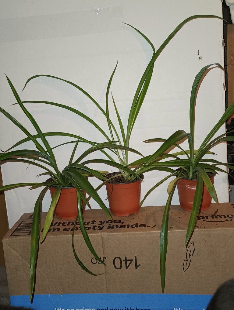 Live Indoor Spider Plants $1