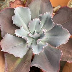 Encheveria 