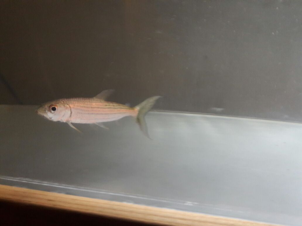 Vittatus african tiger fish ATF