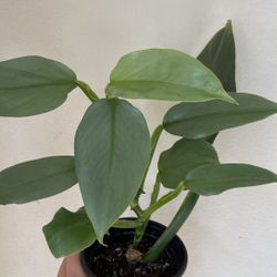 Beautiful Philodendron Silver Sword Plant