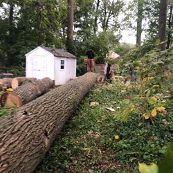 Se cortan árboles cualquier cosa mándeme mensajes