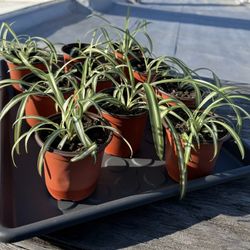 Live Spider Plant ($5 Each)