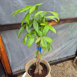 Money Tree Plants 8" Nursery Pot $10 Each