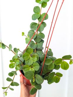 Pepperomia Hope Plant 6" Pot - Indoor House Plants