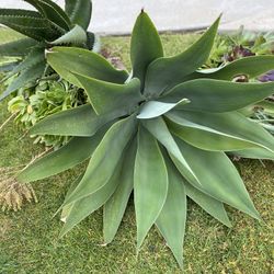 AGAVES And Aeoniums🪴