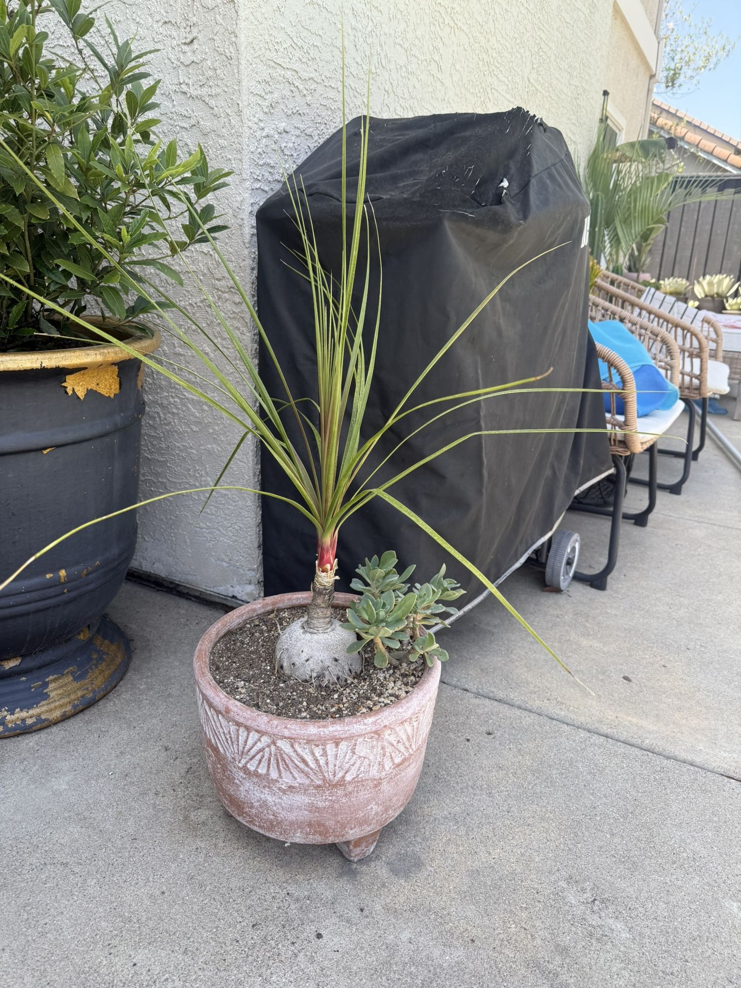 Ponytail Palm w/succulent And Pot