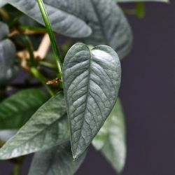 Rare Uncommon Blue Pothos Plant/ Cebu Blue Pothos Money Plant / House Plant/ Indoor Plant Flower Patio Garden 