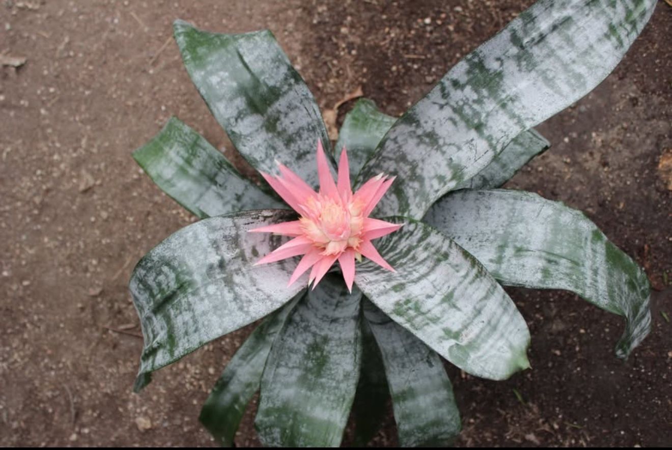 Silver Vase Plant (Aechmea Fasciata)