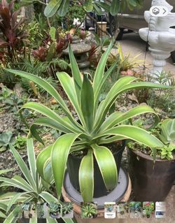 16” Foxtail Agave