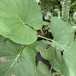 Yerba Santa