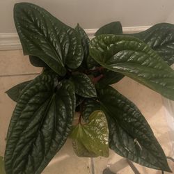 Anthurium radicans x luxurians