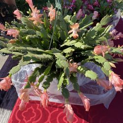 Christmas Cactus