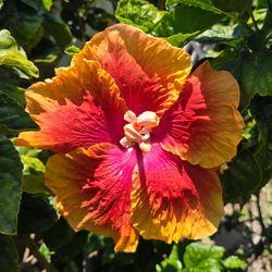 Bridal Path Tropical Hibiscus Cutting