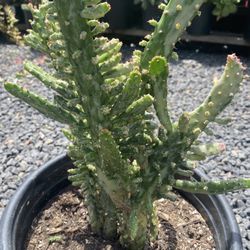 Variegated Joseph Coat Cactus 