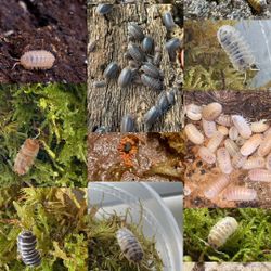 Isopod, Clean up Crew