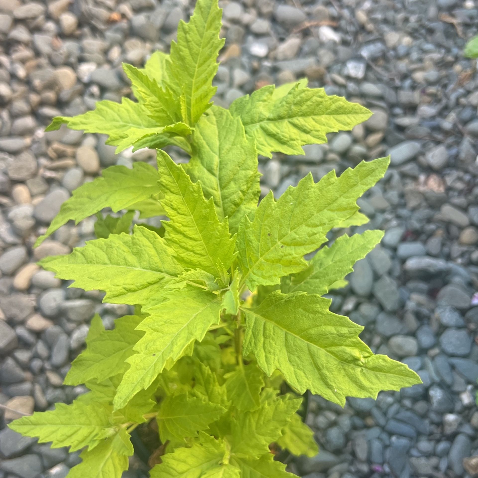 Epasotes