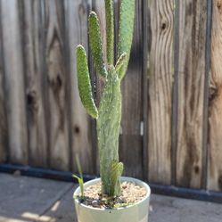 Cow Tongue Cactus Plant 