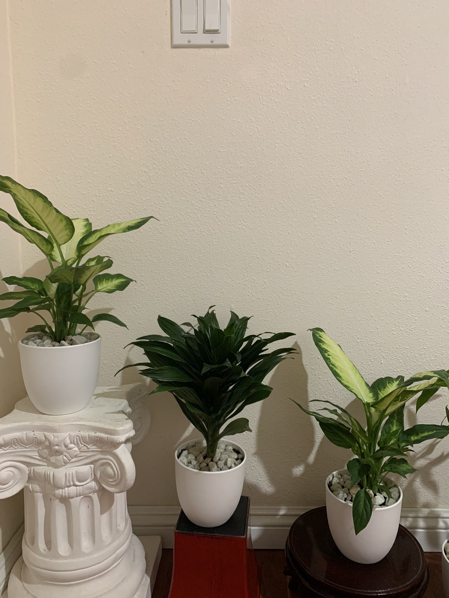 Indoor plants ** on sale*** $14 each