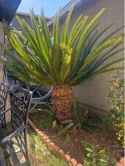Plants for sale