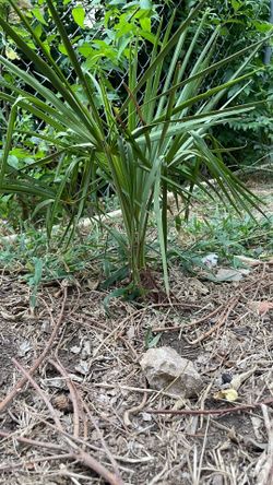 2ft Tall Windmill Palm Trachycarpus Fortunei