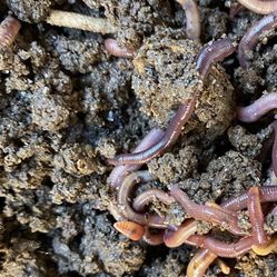 Worms and Worm Castings For Sale