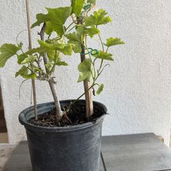 One gallon ready To Bloom And Fruit Tindora/Kovakai/Indian Ivy Gourd