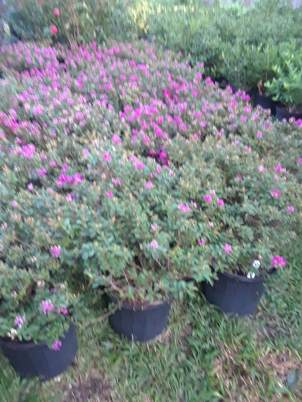 Pokemon crepe myrtle