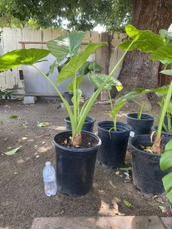 Elephant Ears $20 Each