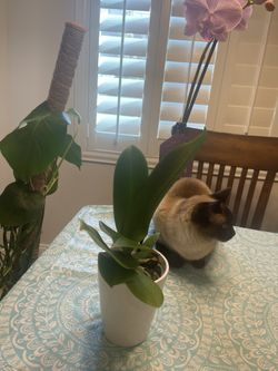 Tall White Ceramic Pot For Plants (plant Not Included)