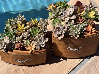 Mix succulents in wood drawer