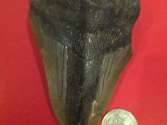 REAL FOSSIL MEGALODON SHARK TOOTH – HUGE 🦈