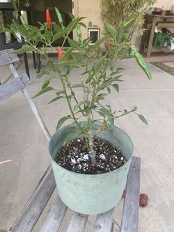 Thai Chili Tree 22”