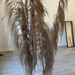 Pampas Grass