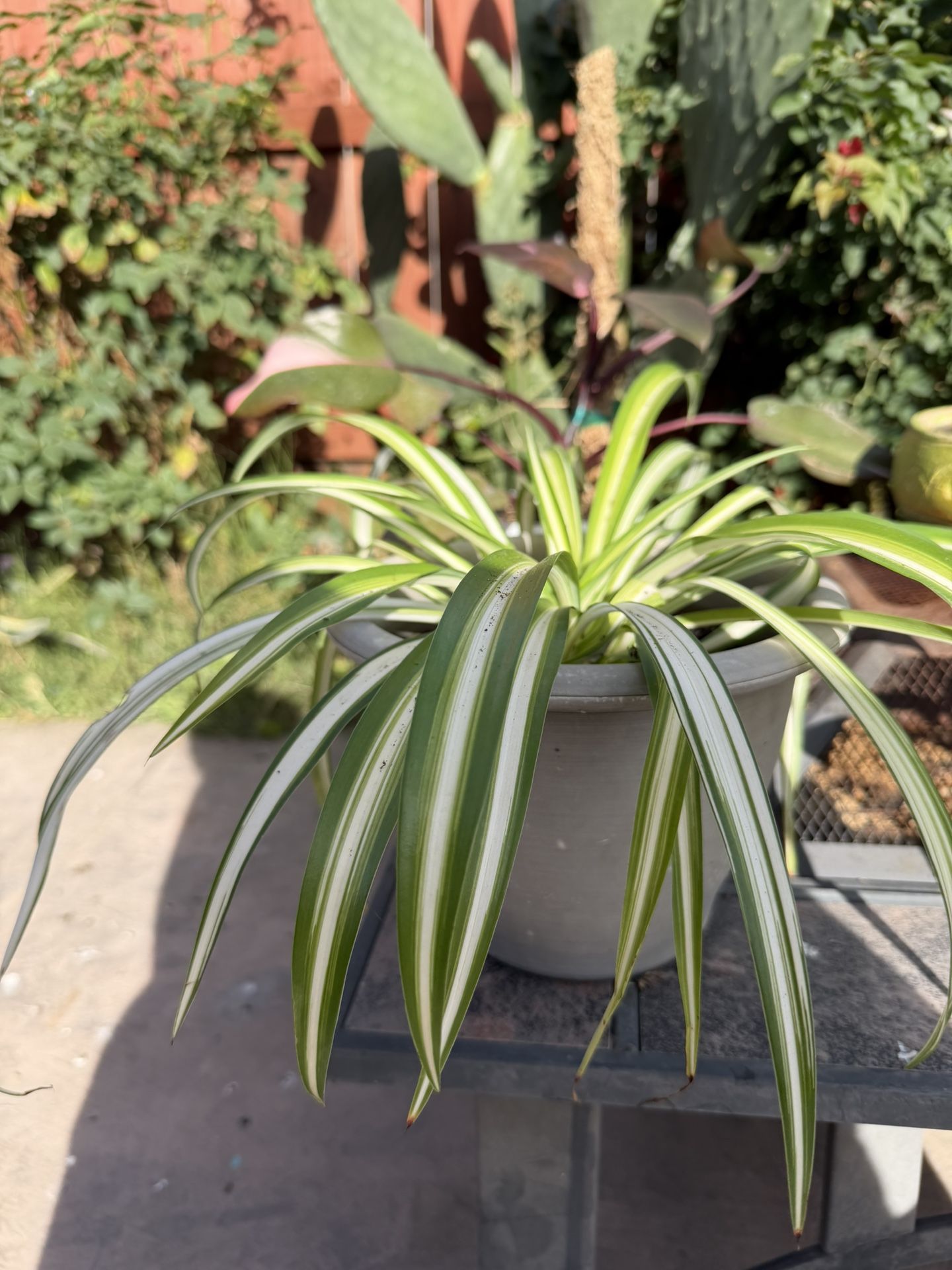 Spider Plant