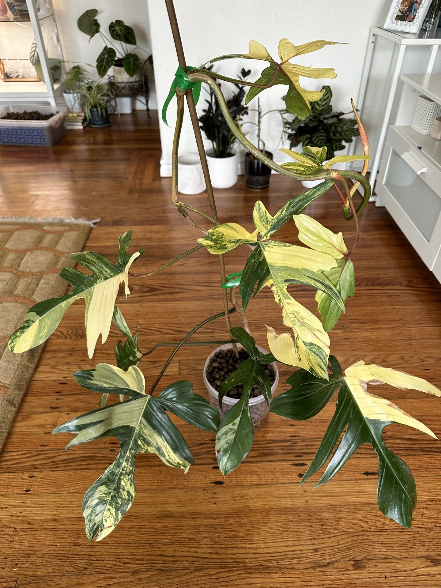 Large Philodendron Florida Beauty Plant