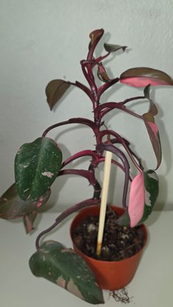 Variegated philodendron Pink Princess