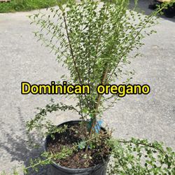Dominican oregano Plant 🪴 Plantas  de oregano Dominicano 