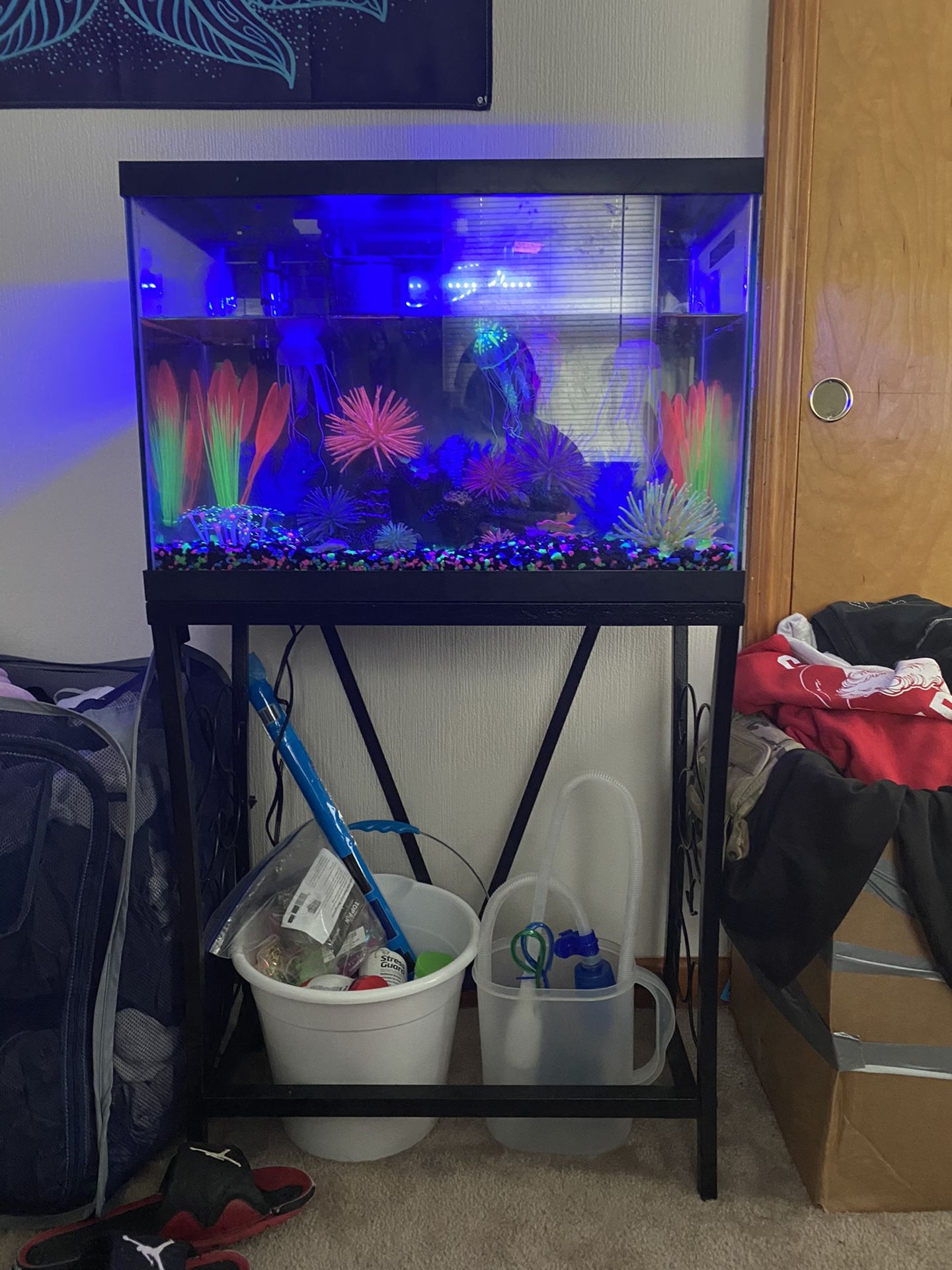 20 gallon fish tank set up