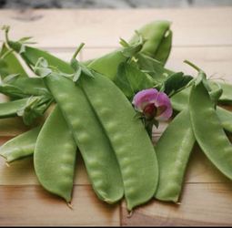 PEA PLANTS,ORGANIC SNOW PEAS HUGE PODS TASTE GREAT