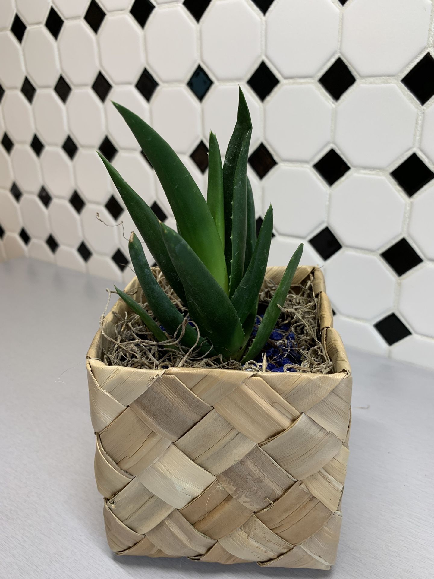 Young Aloe Vera Plant comes in a cool basket pot