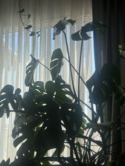 Large Monstera Deliciosa