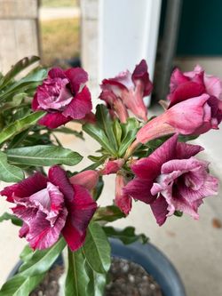 Desert Rose / Rosa Del Desierto - Hoa su*’ Thai’