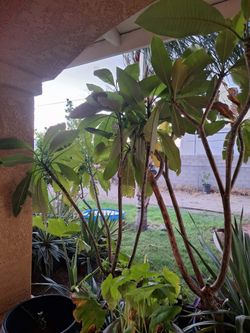 Plants for Sale Agaves and big Plants