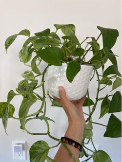 4-5 Inch Marble Queen Pothos Plant in ceramic pot