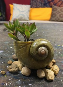 Succulent in shell