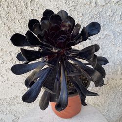 6 Inch Pot Succulent Plant - Aeonium Arboreum Zwartkop - Black Rose - Rooted Established - Drought Resistant -🪴