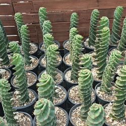 Spiral Cactus 