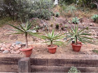 Yucca Plants