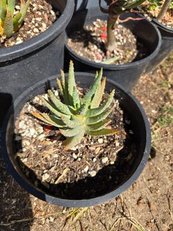 Aloe Dichotoma